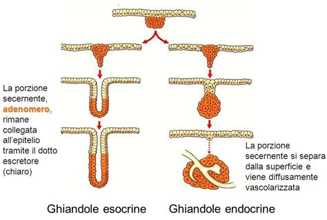 ghiandole skene|Cisti delle ghiandole di Skene